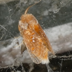 Pseudanapaea (genus) at Charleys Forest, NSW - 27 Nov 2024