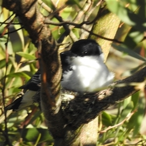 Lalage tricolor (White-winged Triller) at Kambah, ACT by HelenCross