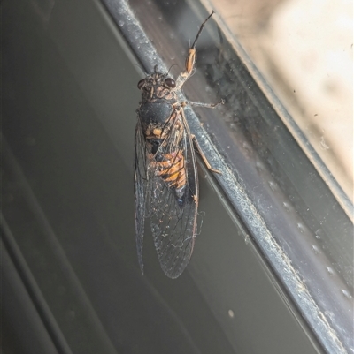 Yoyetta australicta (Southern Ticking Ambertail) at Holder, ACT - 2 Dec 2024 by Miranda