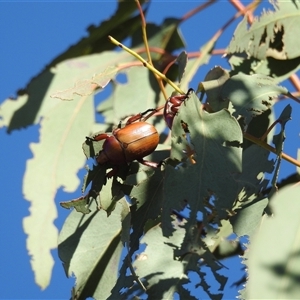 Anoplognathus montanus (Montane Christmas beetle) at Kambah, ACT by HelenCross