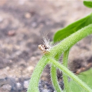 Scolypopa australis at Hawker, ACT - suppressed