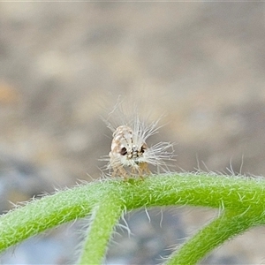 Scolypopa australis at Hawker, ACT - suppressed