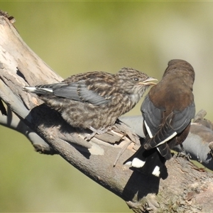 Artamus cyanopterus (Dusky Woodswallow) at Kambah, ACT by HelenCross