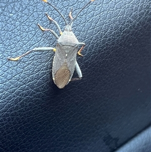 Coreidae (family) at Deakin, ACT by Medha