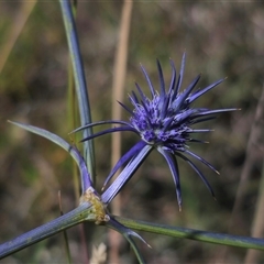 Eryngium ovinum at Bungendore, NSW - 2 Dec 2024 04:25 PM