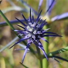 Eryngium ovinum at Bungendore, NSW - 2 Dec 2024 04:25 PM