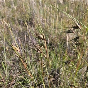 Themeda triandra (Kangaroo Grass) at Bungendore, NSW by Csteele4