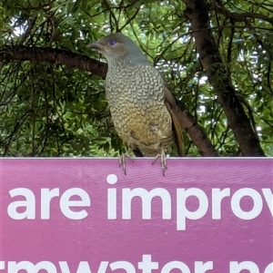 Ptilonorhynchus violaceus (Satin Bowerbird) at Griffith, ACT by camcols