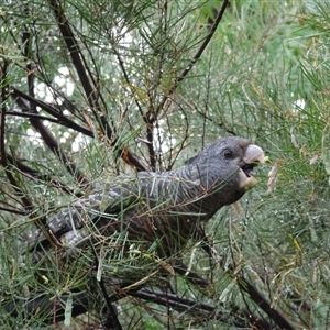 Callocephalon fimbriatum (Gang-gang Cockatoo) at Garran, ACT by Medha