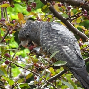 Callocephalon fimbriatum (identifiable birds) at Garran, ACT - suppressed