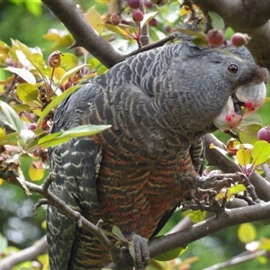 Callocephalon fimbriatum (identifiable birds) at Garran, ACT - suppressed