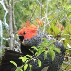 Callocephalon fimbriatum (identifiable birds) at Garran, ACT - suppressed