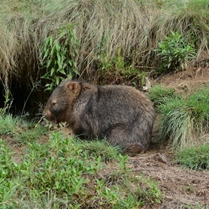 Vombatus ursinus (Common wombat, Bare-nosed Wombat) at Strathnairn, ACT by NateKingsford