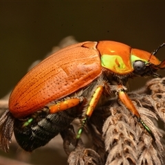 Anoplognathus brunnipennis (Green-tailed Christmas beetle) at Strathnairn, ACT - 1 Dec 2024 by NateKingsford