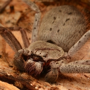 Isopeda canberrana (Canberra Huntsman Spider) at Strathnairn, ACT by NateKingsford