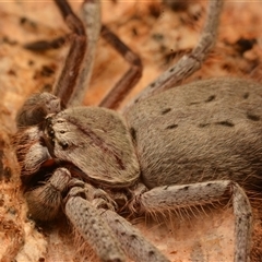 Isopeda canberrana at Strathnairn, ACT - 1 Dec 2024 10:48 AM