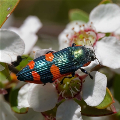 Castiarina supergrata (A jewel beetle) at Uriarra Village, ACT - 2 Dec 2024 by DPRees125