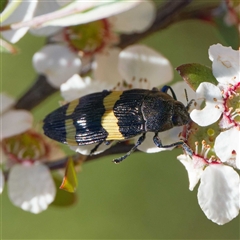 Castiarina bifasciata (Jewel beetle) at Uriarra Village, ACT - 2 Dec 2024 by DPRees125