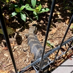 Tiliqua scincoides scincoides (Eastern Blue-tongue) at Tathra, NSW - 2 Dec 2024 by Suzhop
