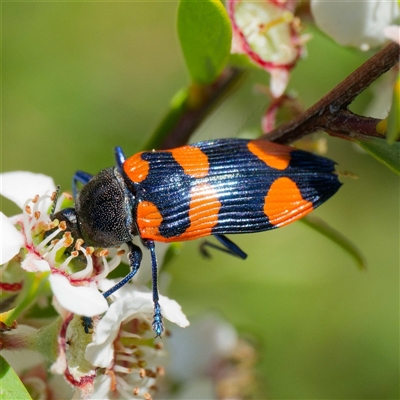 Castiarina thomsoni (A jewel beetle) at Uriarra Village, ACT - 2 Dec 2024 by DPRees125