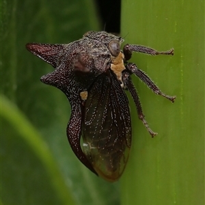 Acanthuchus trispinifer at suppressed - 2 Dec 2024