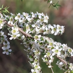 Leptospermum continentale (Prickly Teatree) at Yackandandah, VIC - 2 Dec 2024 by KylieWaldon