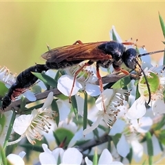 Unidentified Flower wasp (Scoliidae or Tiphiidae) at Yackandandah, VIC - 2 Dec 2024 by KylieWaldon