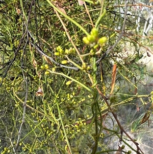 Cassytha pubescens (Devil's Twine) at Cook, ACT by Jubeyjubes