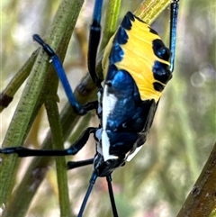 Commius elegans (Cherry Ballart Shield Bug) at Cook, ACT - 2 Dec 2024 by Jubeyjubes