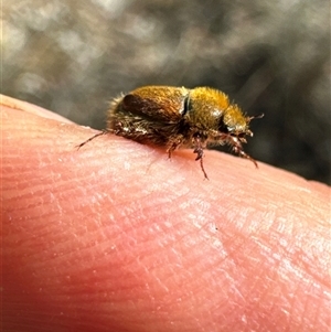 Automolius sp. (genus) at Cook, ACT - 2 Dec 2024