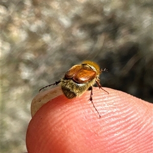 Automolius sp. (genus) at Cook, ACT - 2 Dec 2024