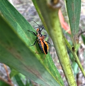 Gminatus australis at Cook, ACT by Jubeyjubes