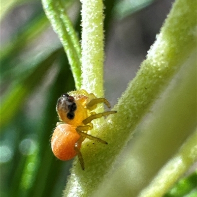 Salticidae (family) (Jumping spider) at Cook, ACT - 2 Dec 2024 by Jubeyjubes