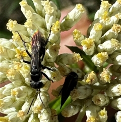 Turneromyia sp. (genus) (Zebra spider wasp) at Cook, ACT - 2 Dec 2024 by Jubeyjubes