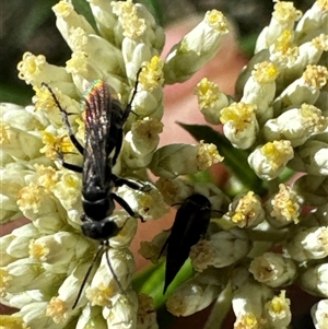 Unidentified Wasp (Hymenoptera, Apocrita) at Cook, ACT by Jubeyjubes