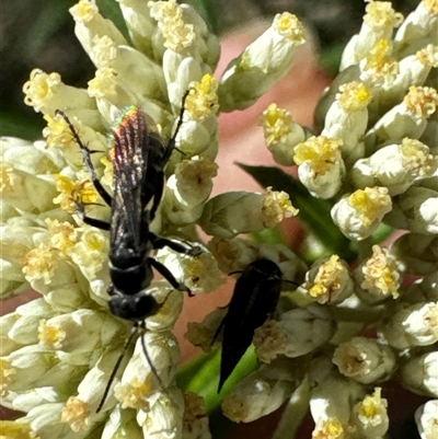 Unidentified Wasp (Hymenoptera, Apocrita) at Cook, ACT - 2 Dec 2024 by Jubeyjubes