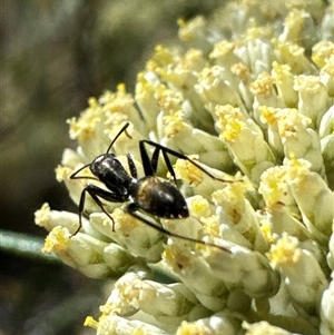 Camponotus aeneopilosus (A Golden-tailed sugar ant) at Cook, ACT by Jubeyjubes