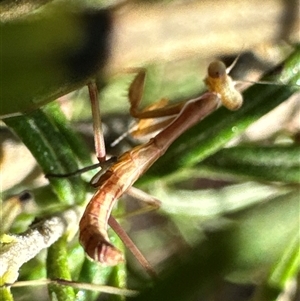 Mantidae (family) adult or nymph at Cook, ACT - 2 Dec 2024 04:43 PM