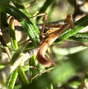 Mantidae (family) adult or nymph at Cook, ACT - 2 Dec 2024 04:43 PM