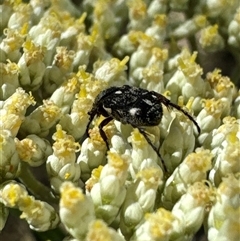 Microvalgus sp. (genus) (Flower scarab) at Cook, ACT - 2 Dec 2024 by Jubeyjubes