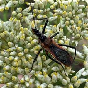 Gminatus australis at Cook, ACT by Jubeyjubes