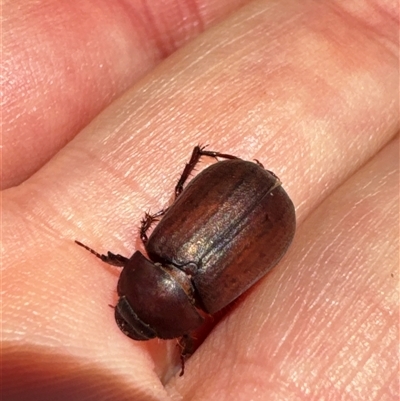 Unidentified Darkling beetle (Tenebrionidae) at Aranda, ACT - 2 Dec 2024 by Jubeyjubes