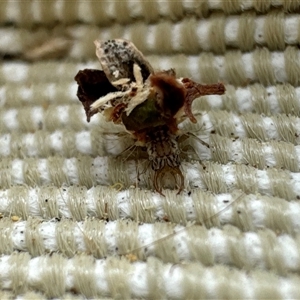 Chrysopidae (family) at Aranda, ACT - 2 Dec 2024