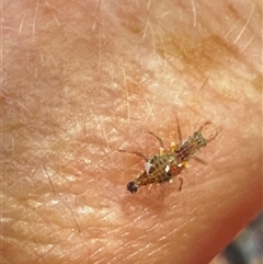 Chrysopidae (family) at Aranda, ACT - 2 Dec 2024