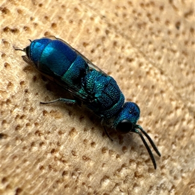 Chrysididae (family) (Cuckoo wasp or Emerald wasp) at Aranda, ACT - 2 Dec 2024 by Jubeyjubes