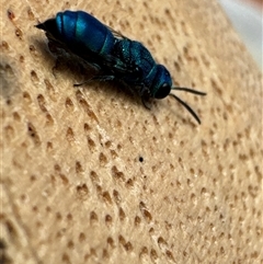 Chrysididae (family) at Aranda, ACT - 2 Dec 2024 12:15 PM