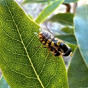 Simosyrphus grandicornis at Aranda, ACT - 2 Dec 2024 11:49 AM