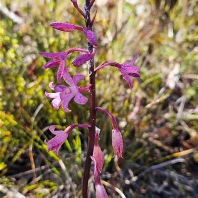 Dipodium roseum (Rosy Hyacinth Orchid) at Rendezvous Creek, ACT - 2 Dec 2024 by BethanyDunne