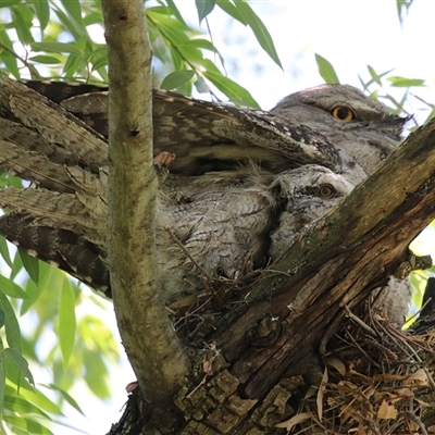 Podargus strigoides (Tawny Frogmouth) at Fyshwick, ACT - 2 Dec 2024 by RodDeb