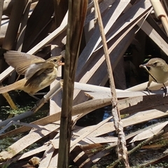 Acrocephalus australis (Australian Reed-Warbler) at Fyshwick, ACT - 2 Dec 2024 by RodDeb